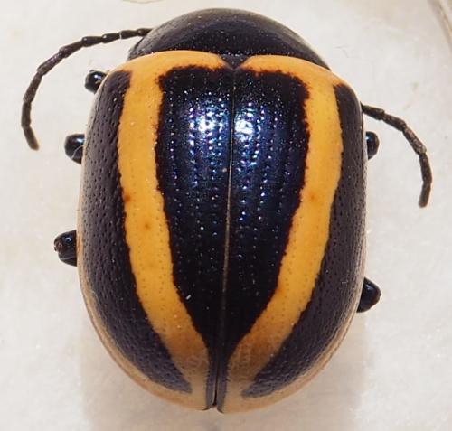 Réf. 242 865 : Proseicela vittata